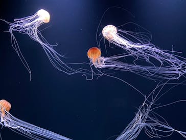 サンシャイン水族館に投稿された画像（2020/10/25）