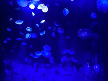 サンシャイン水族館に投稿された画像（2020/10/25）