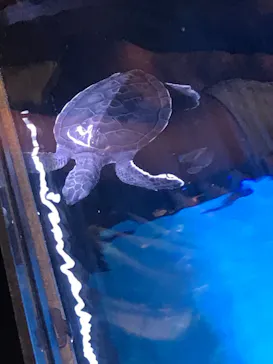 すみだ水族館に投稿された画像（2020/10/25）