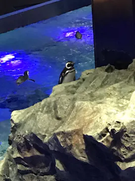 すみだ水族館に投稿された画像（2020/10/25）