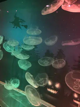 すみだ水族館に投稿された画像（2020/10/25）