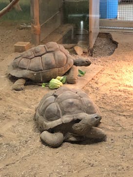 天王寺動物園に投稿された画像（2020/10/25）