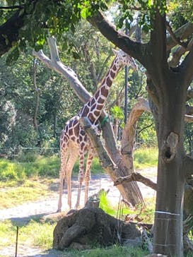 天王寺動物園に投稿された画像（2020/10/25）