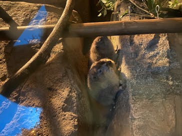 天王寺動物園に投稿された画像（2020/10/25）