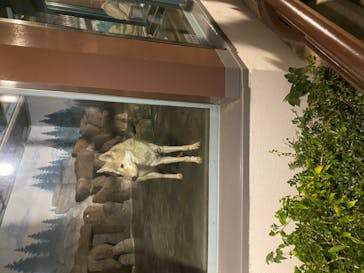 天王寺動物園に投稿された画像（2020/10/25）