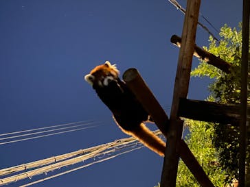 天王寺動物園に投稿された画像（2020/10/25）