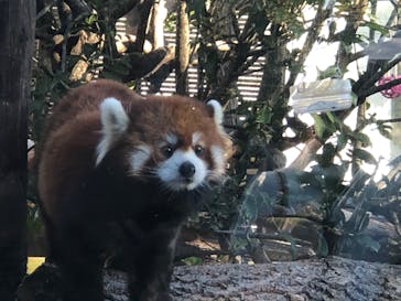 天王寺動物園に投稿された画像（2020/10/25）