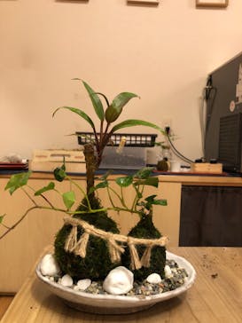 伊勢夫婦岩めおと横丁　めおと岩アクティビティに投稿された画像（2020/10/25）