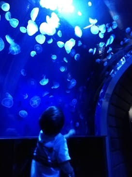 サンシャイン水族館に投稿された画像（2020/10/25）