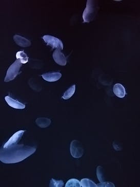 サンシャイン水族館に投稿された画像（2020/10/25）