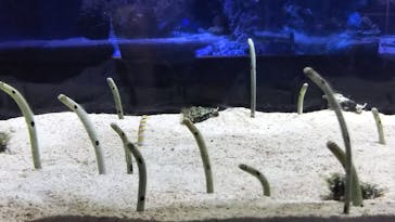 すみだ水族館に投稿された画像（2020/10/25）