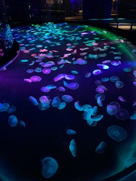 すみだ水族館に投稿された画像（2020/10/25）