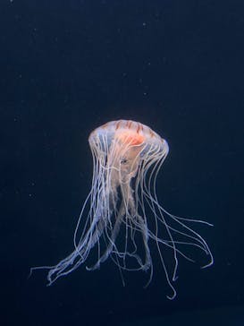 サンシャイン水族館に投稿された画像（2020/10/25）