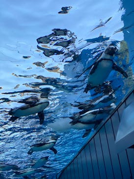 サンシャイン水族館に投稿された画像（2020/10/25）