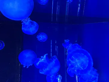 すみだ水族館に投稿された画像（2020/10/25）