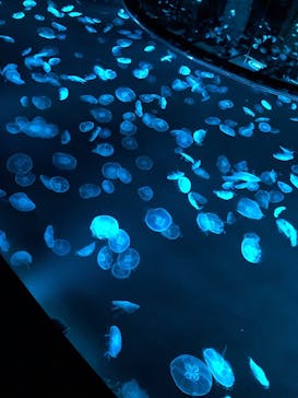 すみだ水族館に投稿された画像（2020/10/25）