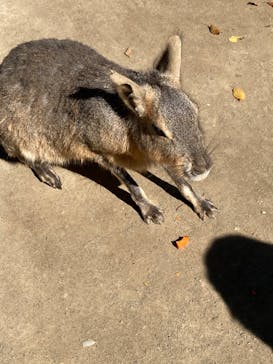 群馬サファリパークに投稿された画像（2020/10/25）