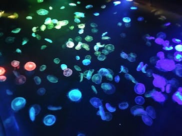 すみだ水族館に投稿された画像（2020/10/25）