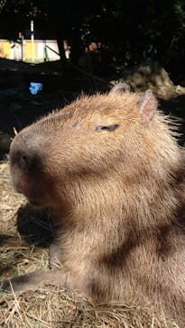 群馬サファリパークに投稿された画像（2020/10/25）