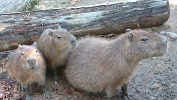 群馬サファリパークに投稿された画像（2020/10/25）