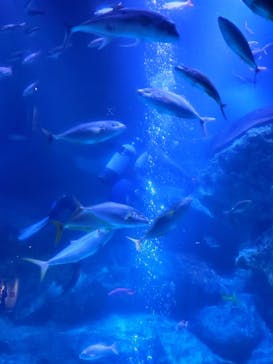 すみだ水族館に投稿された画像（2020/10/25）