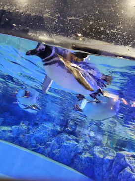 すみだ水族館に投稿された画像（2020/10/25）