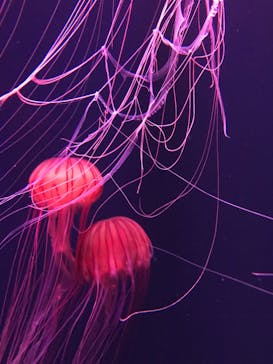 すみだ水族館に投稿された画像（2020/10/25）