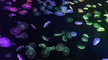 すみだ水族館に投稿された画像（2020/10/25）