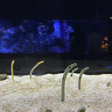 すみだ水族館に投稿された画像（2020/10/25）