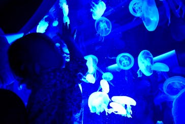 京都水族館に投稿された画像（2020/10/25）