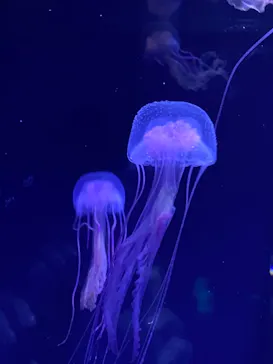 すみだ水族館に投稿された画像（2020/10/25）