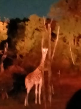 天王寺動物園に投稿された画像（2020/10/25）
