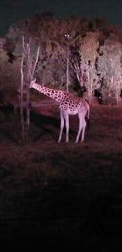 天王寺動物園に投稿された画像（2020/10/25）