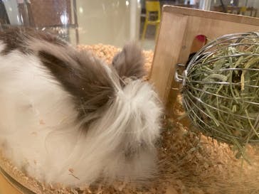 Moff animal cafe イオンモール幕張新都心店に投稿された画像（2020/10/25）