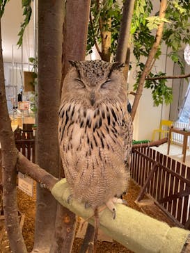 Moff animal cafe イオンモール幕張新都心店に投稿された画像（2020/10/25）