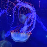 すみだ水族館に投稿された画像（2020/10/26）