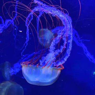 すみだ水族館に投稿された画像（2020/10/25）