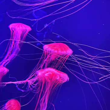 すみだ水族館に投稿された画像（2020/10/25）