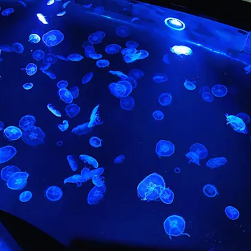 すみだ水族館に投稿された画像（2020/10/25）