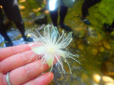 西表島 ADVENTURE PiPi（アドベンチャーピピ）に投稿された画像（2020/10/25）