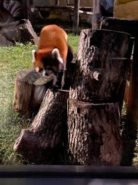 天王寺動物園に投稿された画像（2020/10/25）