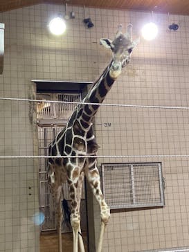 天王寺動物園に投稿された画像（2020/10/25）