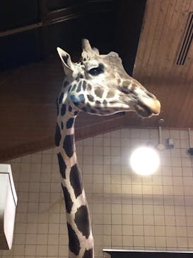 天王寺動物園に投稿された画像（2020/10/25）