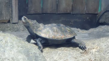 しながわ水族館に投稿された画像（2020/10/25）