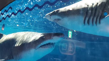 しながわ水族館に投稿された画像（2020/10/25）
