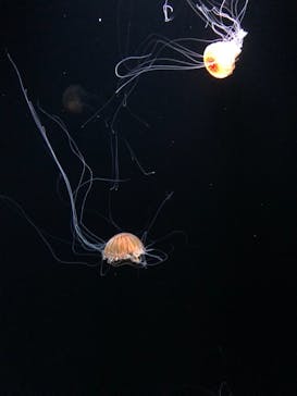 サンシャイン水族館に投稿された画像（2020/10/25）