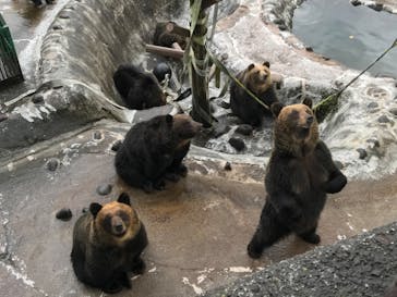 のぼりべつクマ牧場に投稿された画像（2020/10/26）