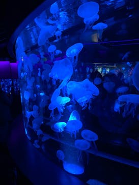 京都水族館に投稿された画像（2020/10/26）