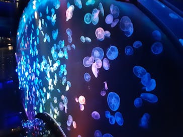 すみだ水族館に投稿された画像（2020/10/26）