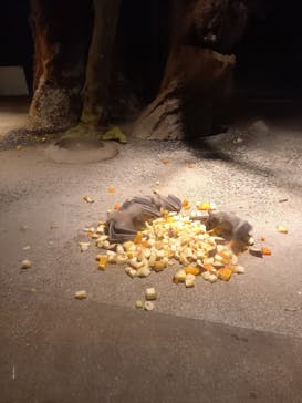 天王寺動物園に投稿された画像（2020/10/25）